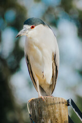 Fototapeta premium bird of prey