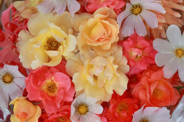 Blurred effect. Summer macro soft focus yellow orange Rose. Blooming flowers. Banner Autumn flowers. Top view. Flowers background. Pastel and soft bouquet flower card. Pink yellow coral rose