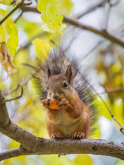 The squirrel sits on tree with carrot in the autumn. Eurasian red squirrel, Sciurus vulgaris.