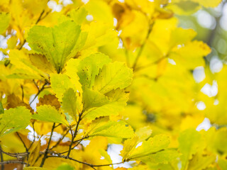 Obraz premium Oak branches with yellow leaves in autumn park