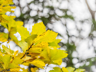 Oak branches with yellow leaves in autumn park