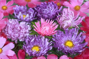 Macro soft focus purple pink Cosmos flower and Aster. Violet flowers pictures. Garden Cosmos or Mexican aster. Cosmos flowers background. Cosmos Bipinnatus. Banner Autumn 
flowers of different colors