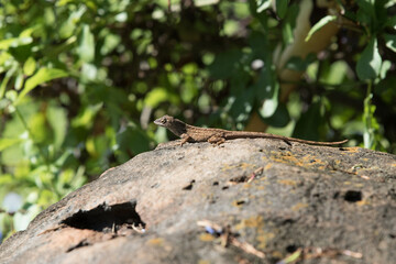 Obraz premium lizard on a rock