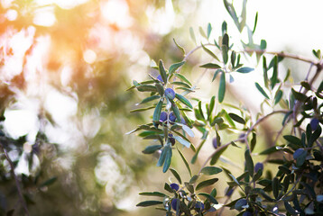 olive trees, olive branch, olives for oil.