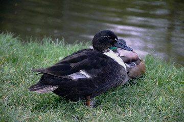 duck in the park