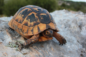 Greek turtle, Testudo graeca, or spur-thighed tortoise