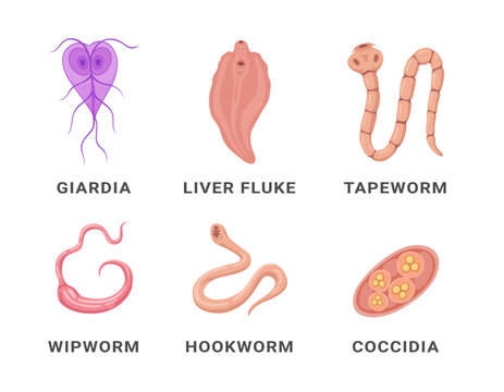 Human intestinal parasites set infographic scheme names vector flat medical internal infection