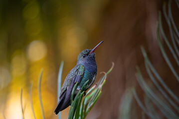 beija-flor-de-peito-azul (Chionomesa lactea)