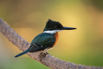 martim-pescador-pequeno (Chloroceryle americana)