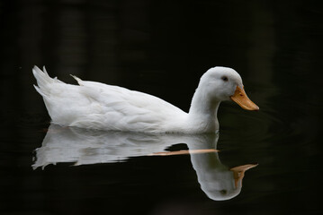pato branco em lago escuro