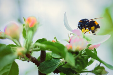 a bee sits on a flower on a branch