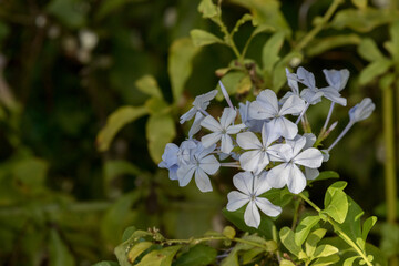 Maui Flowers