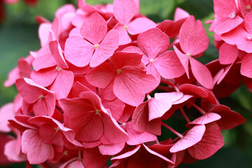 Lush flowering pink Hortensia and green leaves. Blooming Hydrangea close-up in the summer....