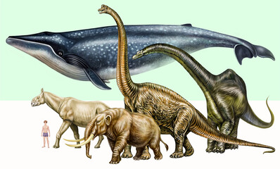 Obraz premium Comparison of the size of the blue whale with the size of dinosaurs