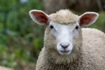 羊の顔のアップ写真