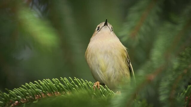 Goldcrest - Regulus regulus small bird sitting on the branch of the spruce. very small passerine bird in the kinglet family. Its colourful golden crest feathers gives rise to its names. Sing in green.