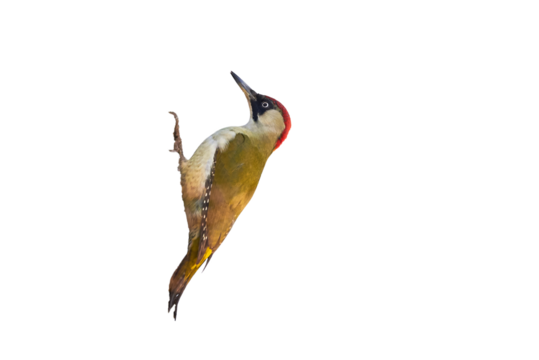 Beautiful Bird, European green woodpecker Closeup (Picus viridis)
