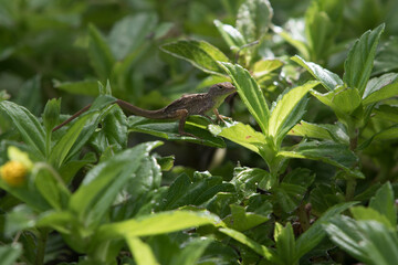 lizard in the garden