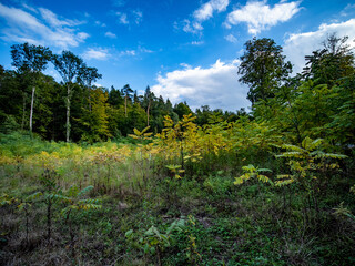 Wiederaufforstung im Mischwald