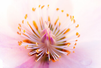 Flower hellebore, macro photo. Beautiful nature background.