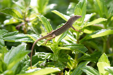 green lizard on a branch