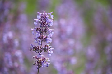Catmint (Nepeta × faassenii) - Faassen's catnip and its trumpet-shaped, soft lavender flowers
