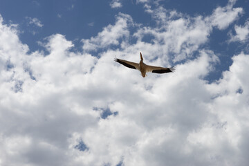 Fototapeta na wymiar stork bird in flight seen from below