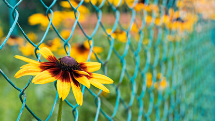 Closeup of black eyed Susan flower head on green wire mesh background. Rudbeckia hirta. Beautiful yellow ornamental herb with brown center growing outside grid pattern fence and blur garden flowerbed. - obrazy, fototapety, plakaty