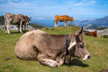 Vacas em Covadonga