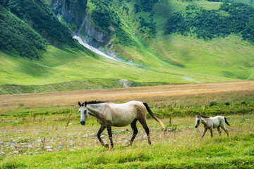 Horses family on green pasture and mountain landscape on trekking / hiking route in Kazbegi...