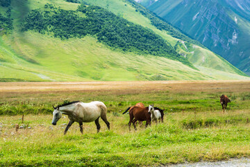 Fototapeta na wymiar Horses family on green pasture and mountain landscape on trekking / hiking route in Kazbegi mountain area, Georgia. Wild or semi feral horses in mountain in Caucasus
