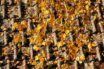Autumn leaves of birch above roof tiles.