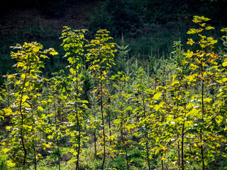 Wiederaufforstung im Mischwald