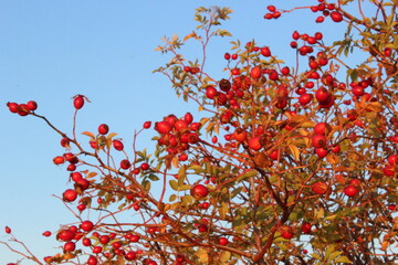 red berries on a branch