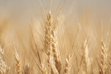golden wheat field in summer - 534616388