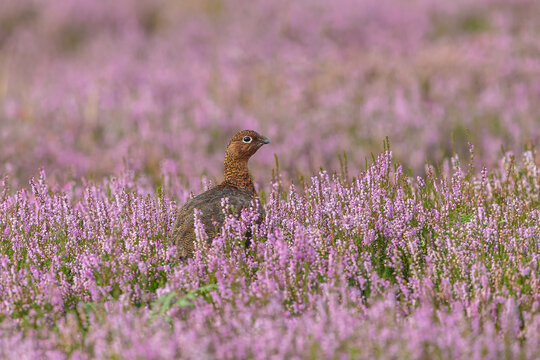 Red Grouse male in natural grousemoor habitat with blooming purple heather, facing right.  Yorkshire Dales, UK.  Scientific name: Lagopus Lagopus.  Horizontal.  Copy space.