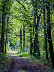 Obraz premium Waldweg durch den Mischwald