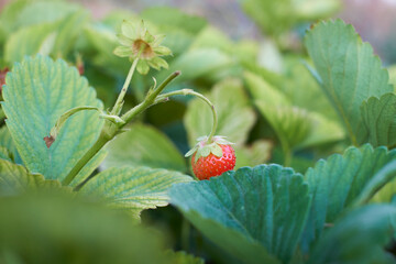 strawberry growing in the orchard - 534616785
