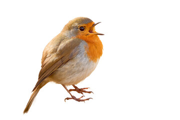 European Robin singing in the morning (Erithacus Rubecula)