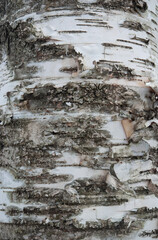tree bark texture detail 
