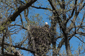 A Bald Eagle Sitting In Her Nest In Spring