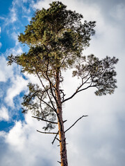 Mischwald in Baden-Württemberg