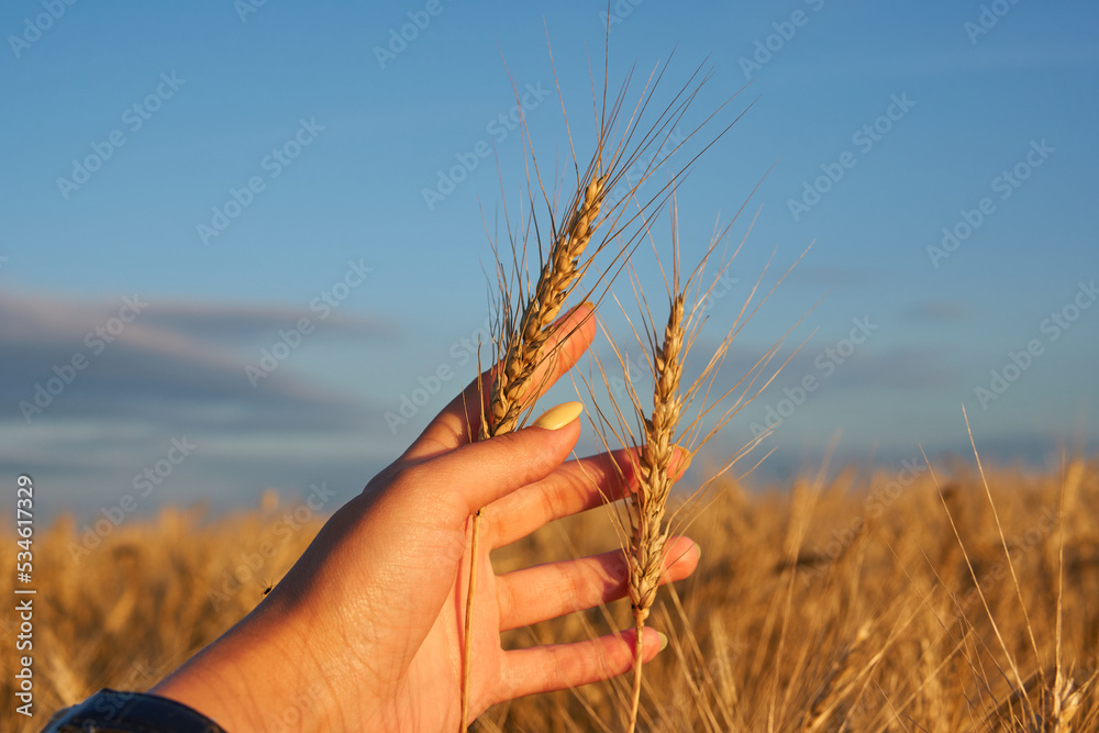 Poster Wheat field. Ears of wheat in a woman's hand.