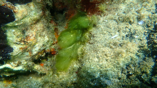 Green bush macroalgae (Cladophora prolifera) undersea, Aegean Sea, Greece, Halkidiki