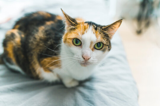 Beautiful, well-fed multicolor calico cat with yellow eyes sitting on a bed at home and looking at the camera. High quality photo
