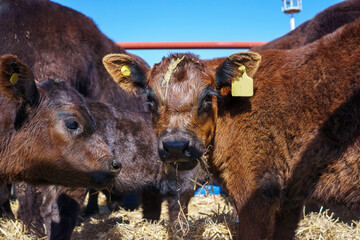 two Brown Angus calfs in a pen ready to be sold at a rural exhibition
