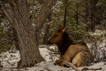 Female Elk Rests In Forest On The Edge of Grand Canyon