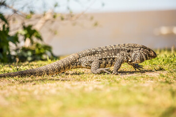 Lagarto Overo