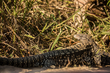 Lagarto Overo