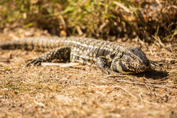 Lagarto Overo